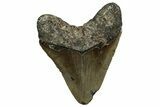 Fossil Megalodon Tooth - North Carolina #350587-2